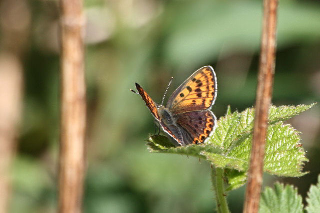 Bruine Vuurvlinder